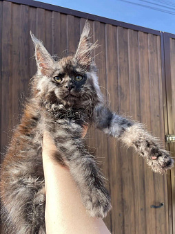 Котенок мейн кун