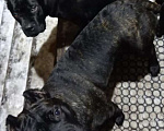 Собаки в Твери: Продам щенков Кане-Корсо, 30 000 руб. - фото 3