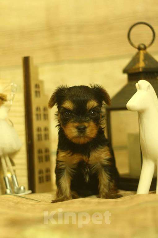 Собаки в Новосибирске: Девочка, лапушка.  Девочка, 40 000 руб. - фото 4