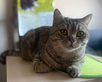 Кошки в Перми: Британский кот Мальчик, Бесплатно - фото 2