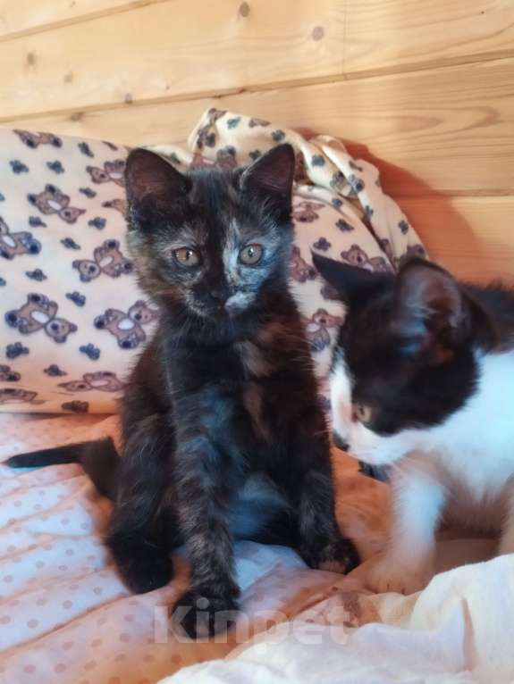 Кошки в Санкт-Петербурге: Ласковый  котëнок Софочка в добрые руки Девочка, Бесплатно - фото 8