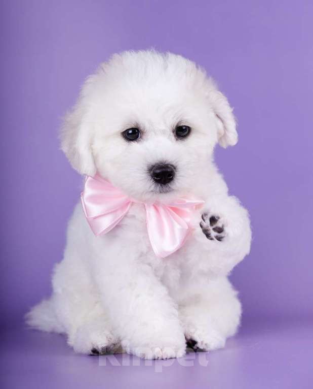 Собаки в Нижнем Новгороде: Щенки бишон фризе с документами РКФ Мальчик, Бесплатно - фото 6