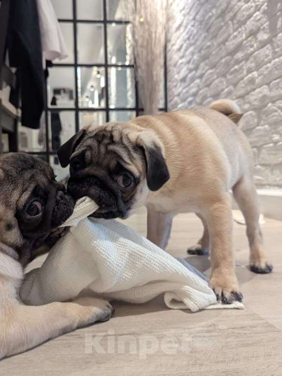 Собаки в Москве: Щенок мопса - мальчик Мальчик, Бесплатно - фото 4