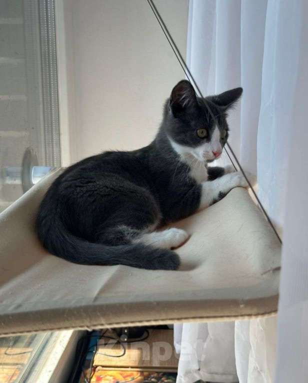 Кошки в Москве: Котенок Гриша ищет свою семью! Мальчик, Бесплатно - фото 3