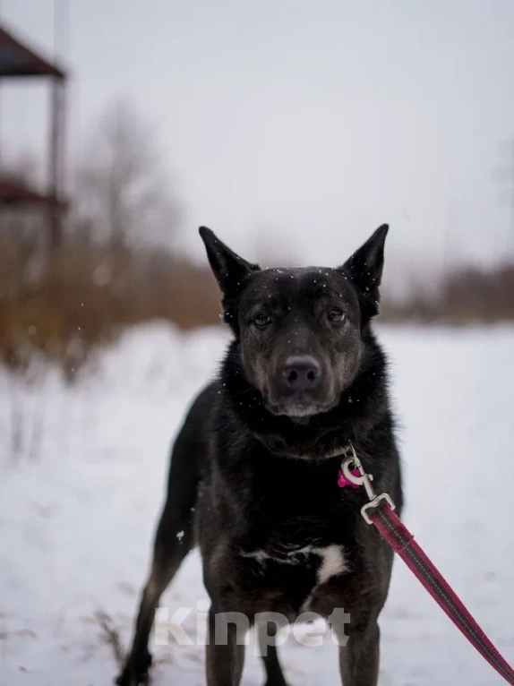 Собаки в Королеве: Аля ищет дом Девочка, Бесплатно - фото 4