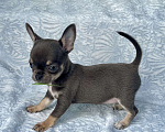 Собаки в Люберцах: Чихуахуа голубо-подпалая Девочка, 120 000 руб. - фото 6