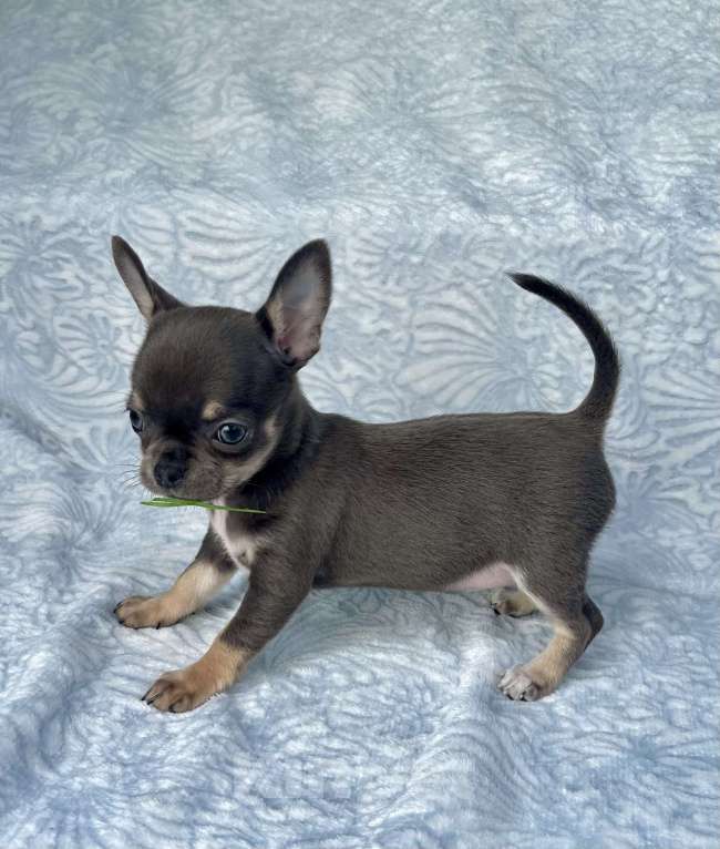 Собаки в Люберцах: Чихуахуа голубо-подпалая Девочка, 120 000 руб. - фото 6