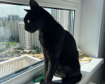 Кошки в Москве: Кошечка ищет дом  Девочка, 500 руб. - фото 5
