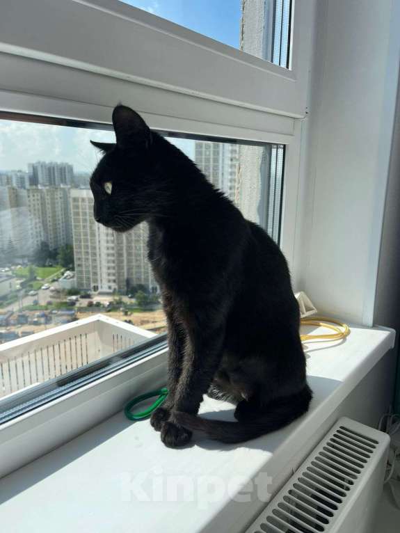 Кошки в Москве: Кошечка ищет дом  Девочка, 500 руб. - фото 5