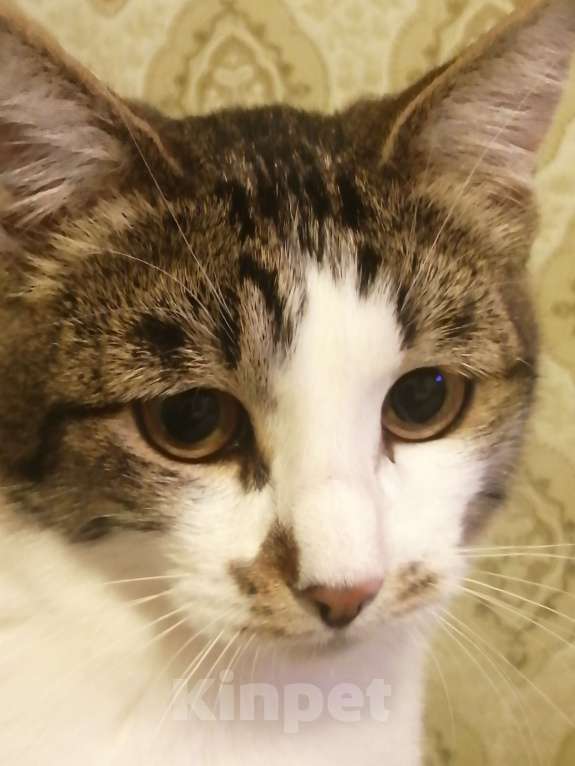 Кошки в Тамбове: Пропал кот. Мальчик, 5 000 руб. - фото 2