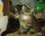 Кошки в Химках: Мейн-кун+британец котята бесплатно Мальчик, Бесплатно - фото 2