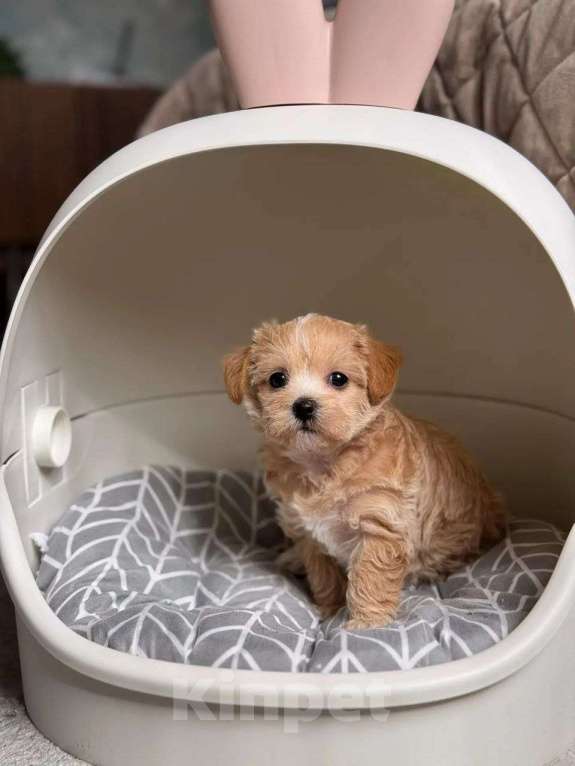 Собаки в Чехове: Мальтипу Ф1 Девочка, Бесплатно - фото 5