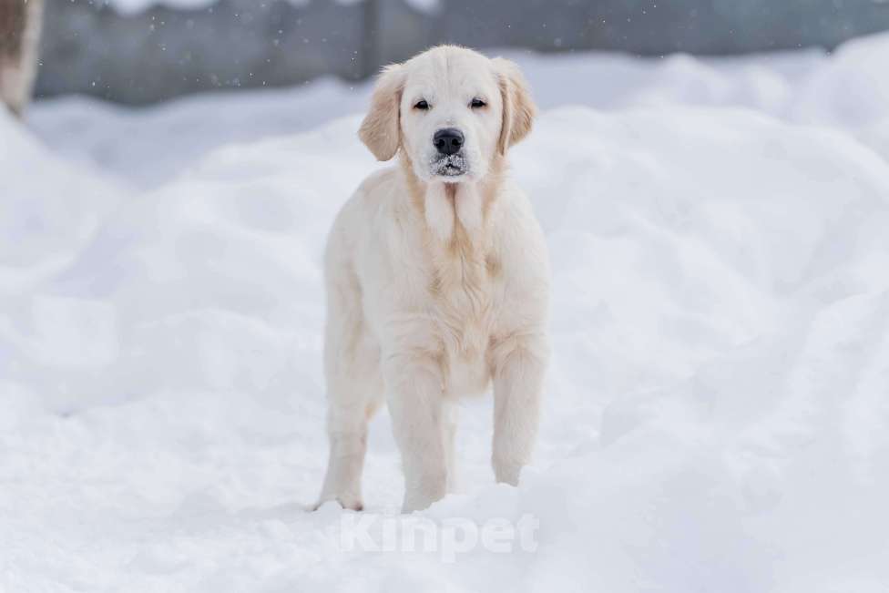 Собаки в Москве: Щенки Золотистого ретривера Мальчик, 100 000 руб. - фото 4