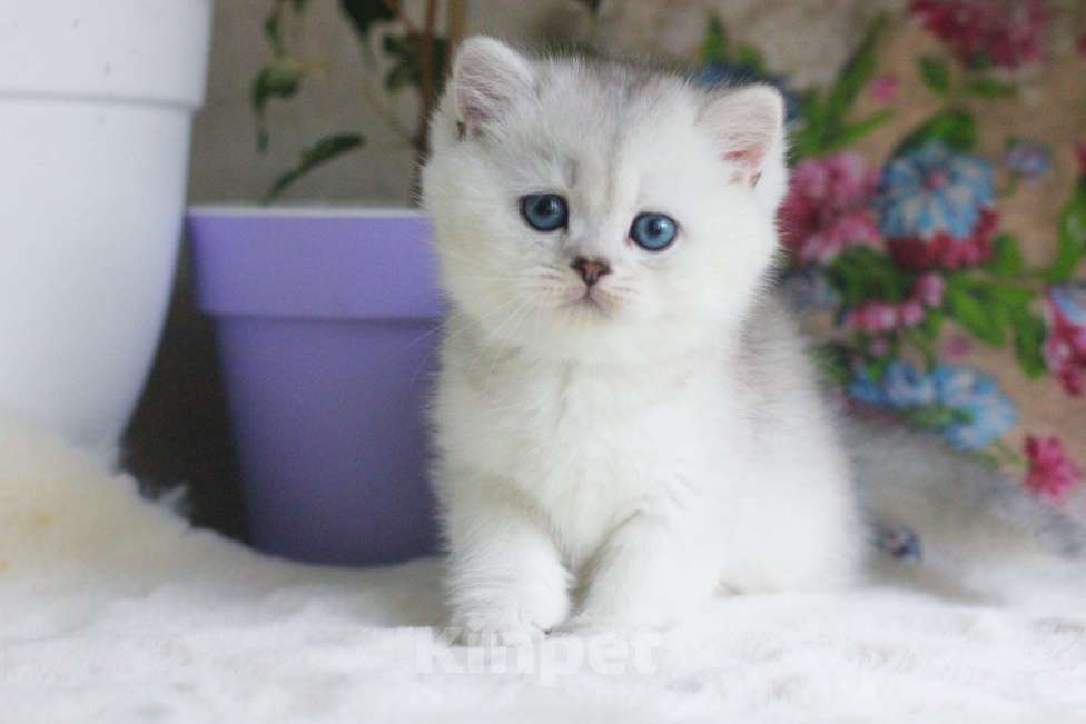Кошки в Москве: Красивый мальчик серебристая шиншилла Мальчик, 70 000 руб. - фото 5