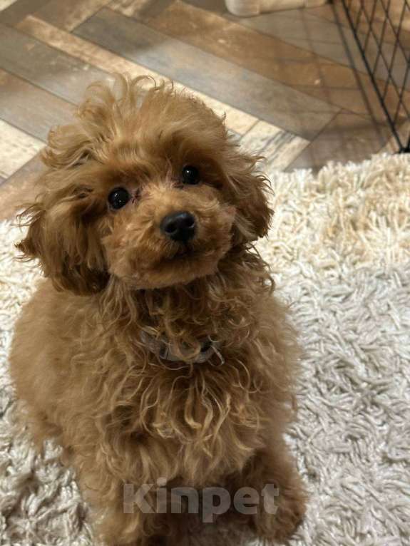 Собаки в Воронеже: Щенок той-пуделя Мальчик, Бесплатно - фото 1