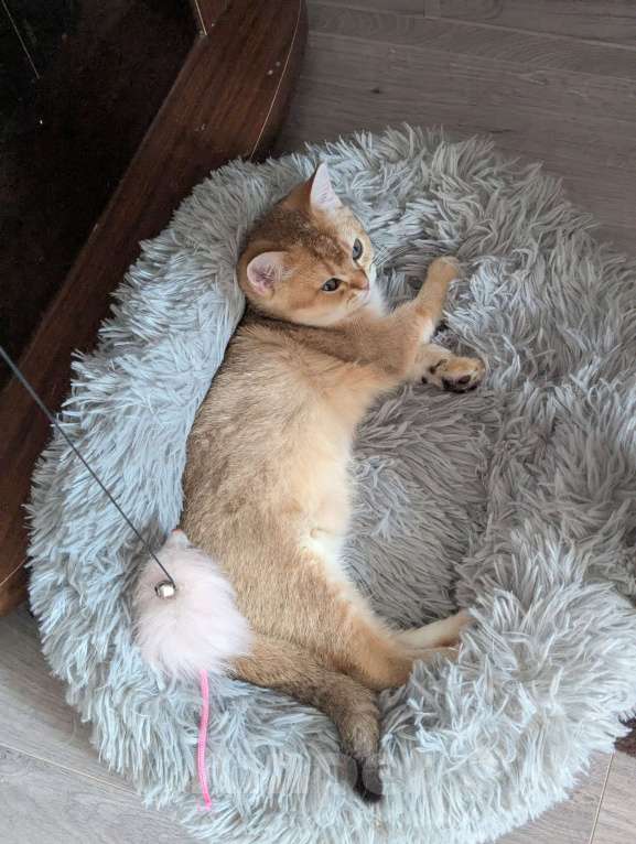 Кошки в Подольске: Продаю Мальчик, 30 000 руб. - фото 3