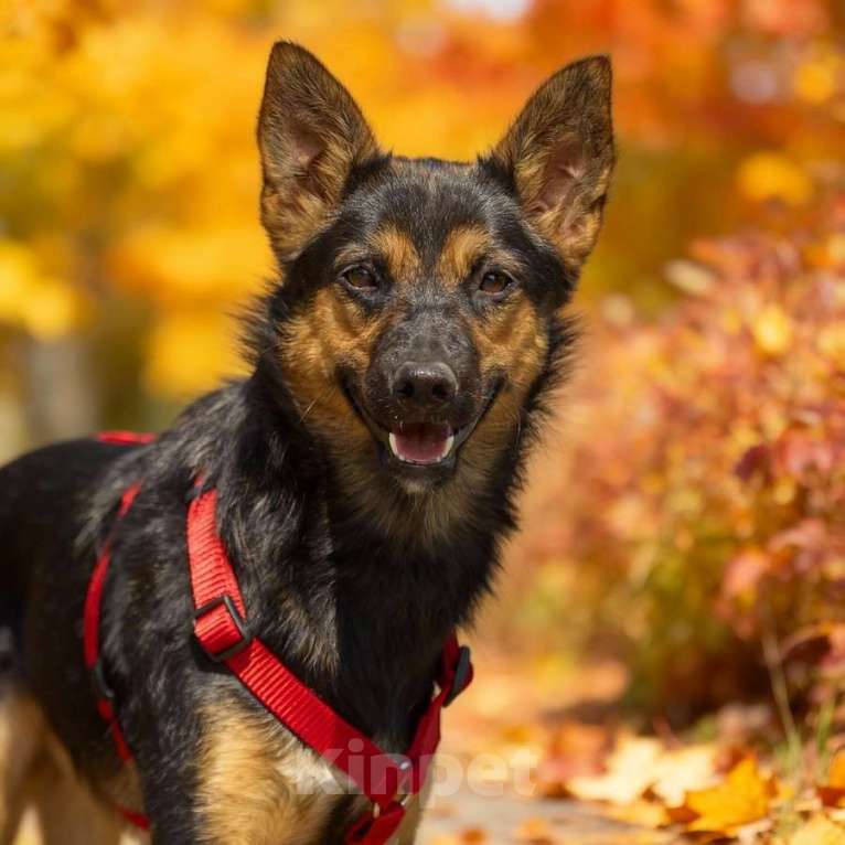 Собаки в Москве: Чипа, 1 год - энергичная, забавная и очень домашняя собака! Девочка, Бесплатно - фото 1