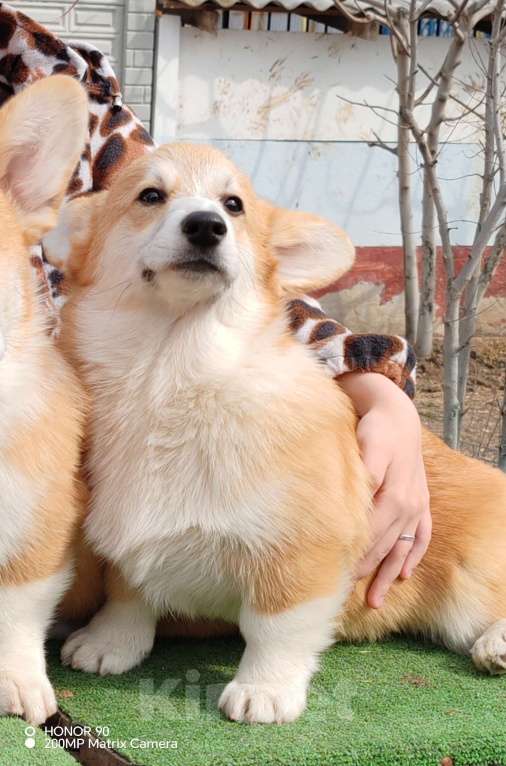 Собаки в Симферополе: Девочка корги Девочка, 100 000 руб. - фото 6