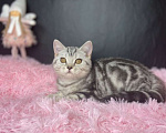 Кошки в Сургуте: Британские котята  Мальчик, 25 000 руб. - фото 2