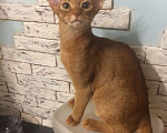 Кошки в Сочи: абиссинский котенок Мальчик, 40 000 руб. - фото 3