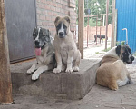 Собаки в Шахте: продам щенка алабая Девочка, 30 000 руб. - фото 4