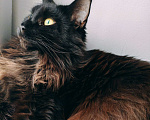 Кошки в Барнауле: Продам кота породы Мейн кун.  Мальчик, 70 000 руб. - фото 2