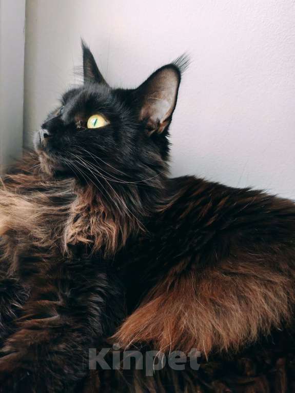 Кошки в Барнауле: Продам кота породы Мейн кун.  Мальчик, 70 000 руб. - фото 2