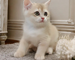Кошки в Электростали: Шотландские котята редких золотых окрасов из питомника Cats-in-boots Девочка, 60 000 руб. - фото 1