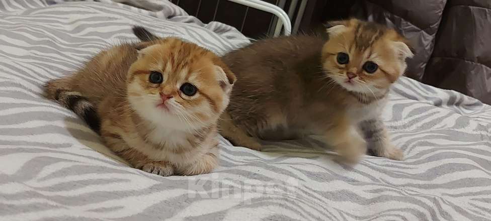 Кошки в Санкт-Петербурге: Шотландский вислоухй Мальчик, 30 000 руб. - фото 5