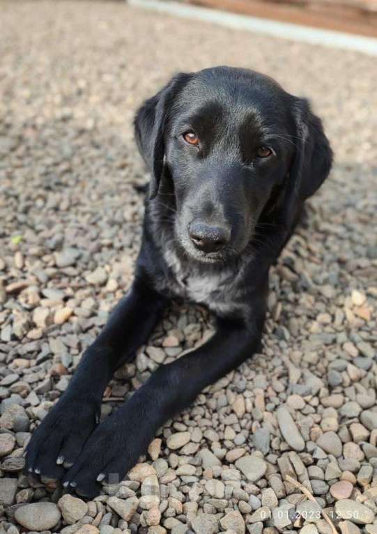 Собаки в Москве: КРАСАВЧИК  Мальчик, Бесплатно - фото 5