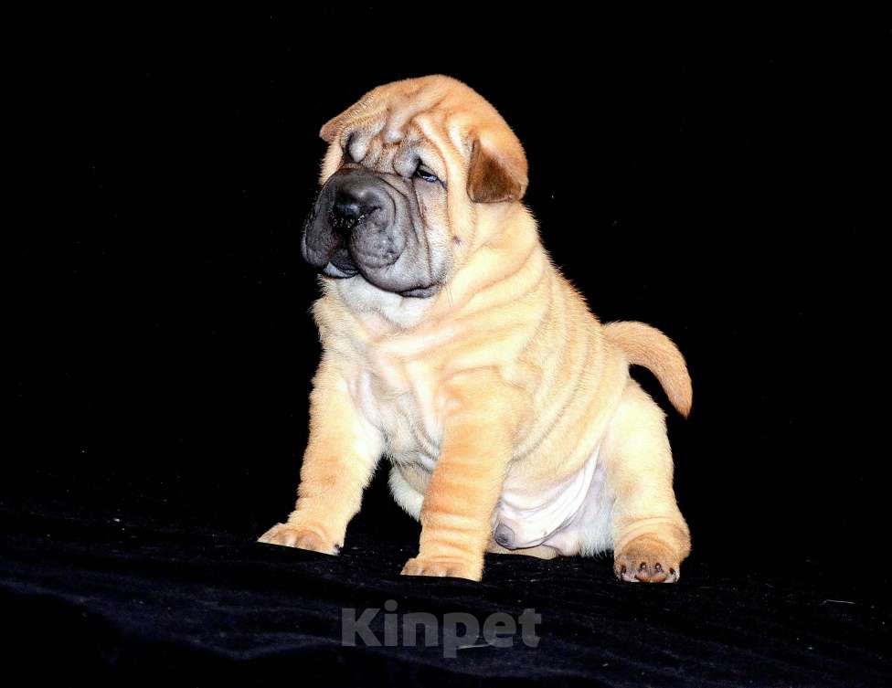 Собаки в Екатеринбурге: Лучший из Банды Рыжих. Мальчик, Бесплатно - фото 3