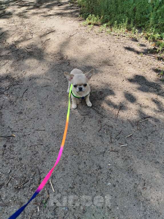 Собаки в Москве: Чихуахуа мальчик РКФ  Мальчик, 90 000 руб. - фото 6