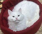 Кошки в Санкт-Петербурге: Безумно красивый котёнок Мальчик, Бесплатно - фото 7