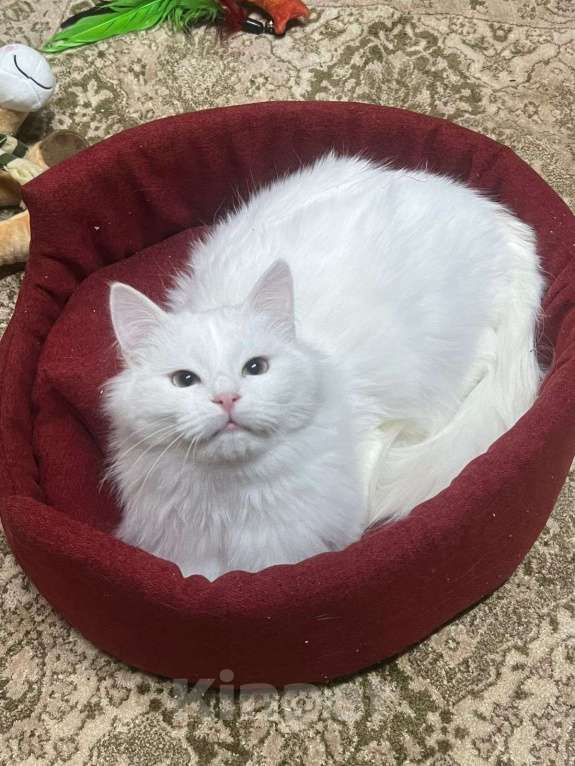 Кошки в Санкт-Петербурге: Безумно красивый котёнок Мальчик, Бесплатно - фото 7