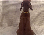 Собаки в Майкопе: Щенки Родезийского Риджбека Девочка, Бесплатно - фото 2