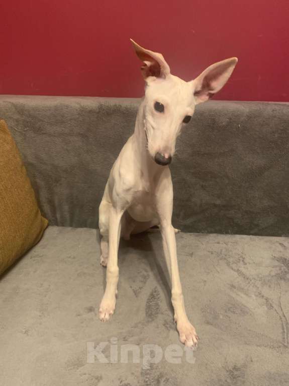 Собаки в Самаре: Продам левретку Мальчик, Бесплатно - фото 1