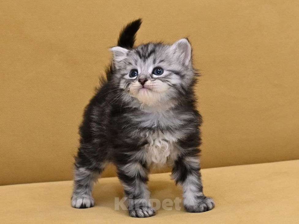 Кошки в Зеленограде: Сибирский котёнок  Девочка, 70 000 руб. - фото 3