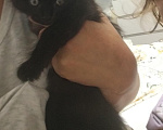 Кошки в других городах Московской области: Отдам котенка Девочка, Бесплатно - фото 1