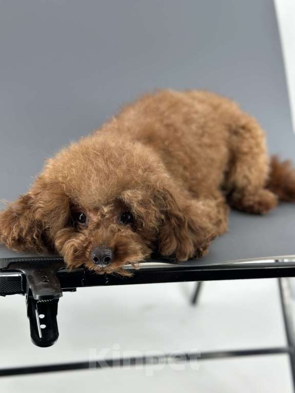 Собаки в Москве: Мальтипу  Мальчик, Бесплатно - фото 2