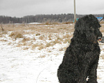 Собаки в Москве: Русский черный терьер в добрые руки Мальчик, Бесплатно - фото 3