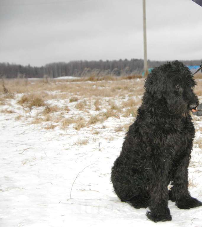Собаки в Москве: Русский черный терьер в добрые руки Мальчик, Бесплатно - фото 3