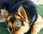 Собаки в Бронницах: Ищет дом или передержку метис овчарки кобель молодой Мальчик, 1 руб. - фото 2
