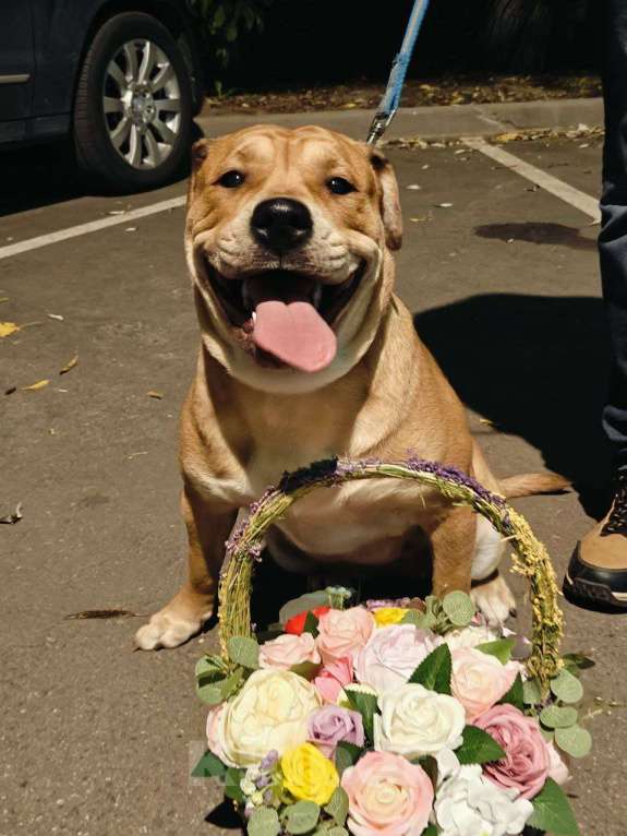 Собаки в Москве: Девочка, Жемчужинка, преданность и ласка Девочка, Бесплатно - фото 1