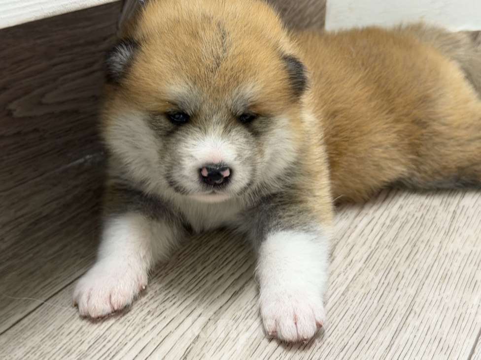 Собаки в других городах Ставропольского края: Продаю щенков Акита Ину Девочка, Бесплатно - фото 2