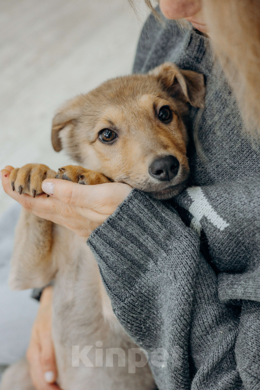 Собаки в Раменском: Щенок Арахис в добрые руки Мальчик, Бесплатно - фото 4