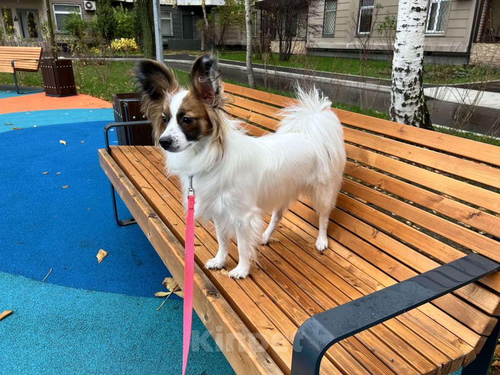 Собаки в Москве: Лапочка Папийон Девочка, 55 000 руб. - фото 1