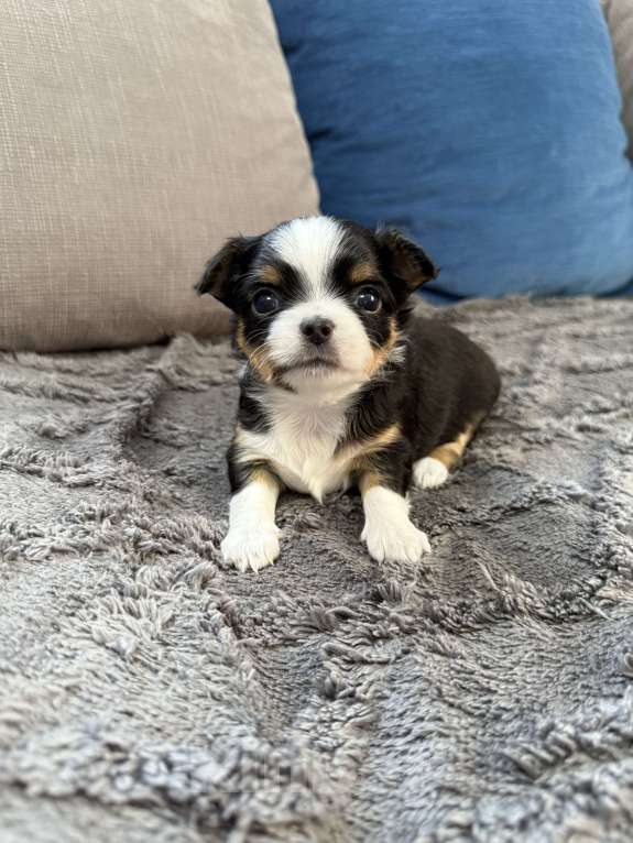 Собаки в других городах Московской области: Девочка чихуахуа Герда Девочка, 60 000 руб. - фото 4