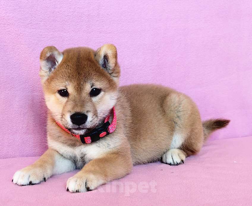 Собаки в Москве: Сиба ину. Девочка - 2 мес. Девочка, 60 000 руб. - фото 4