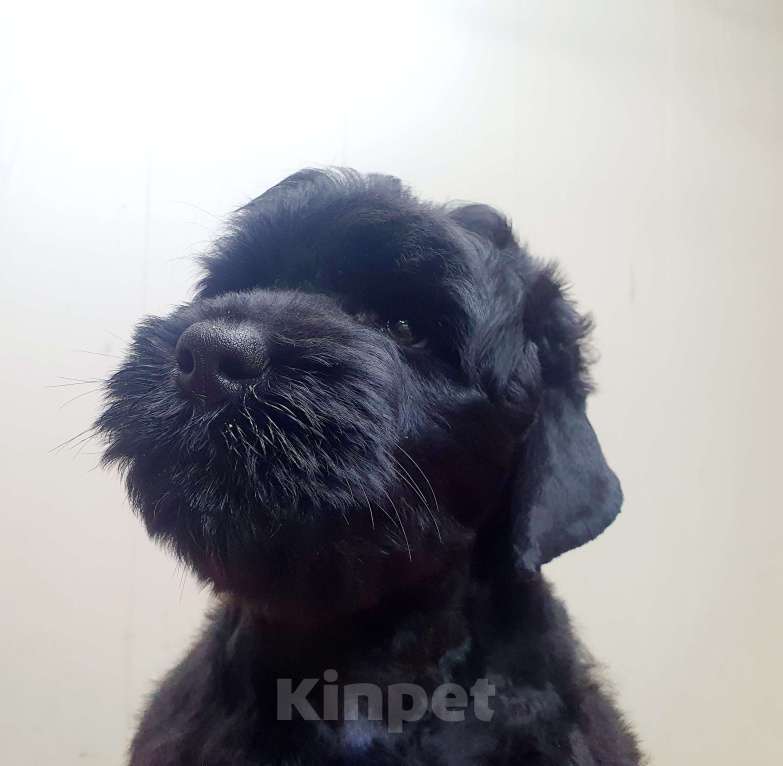 Собаки в Новосибирске: русский чёрный терьер , щенки  Девочка, 30 000 руб. - фото 3