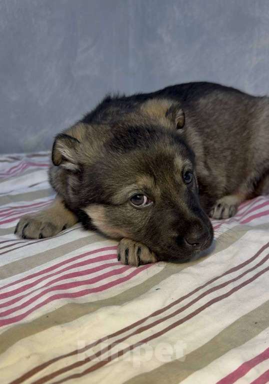 Собаки в Москве: Аврора Девочка, Бесплатно - фото 5